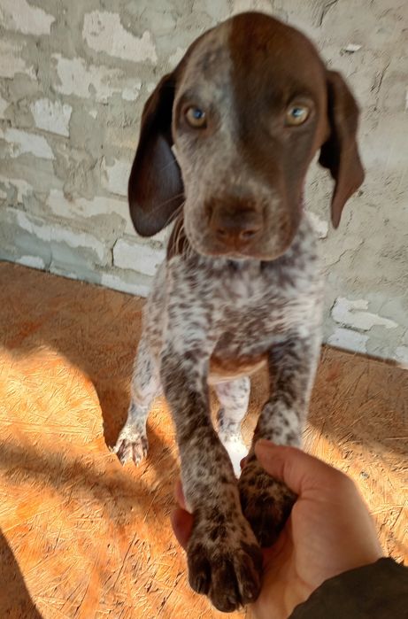 Piesek Wyżeł niemiecki krótkowłosy