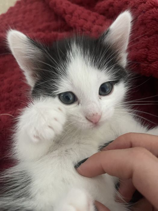 Oddam w dobre rece kocieta