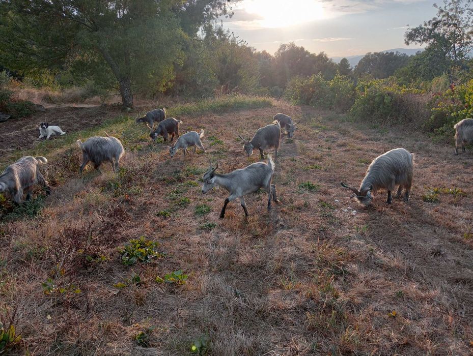 Cabras serranas  troca por ovelhas