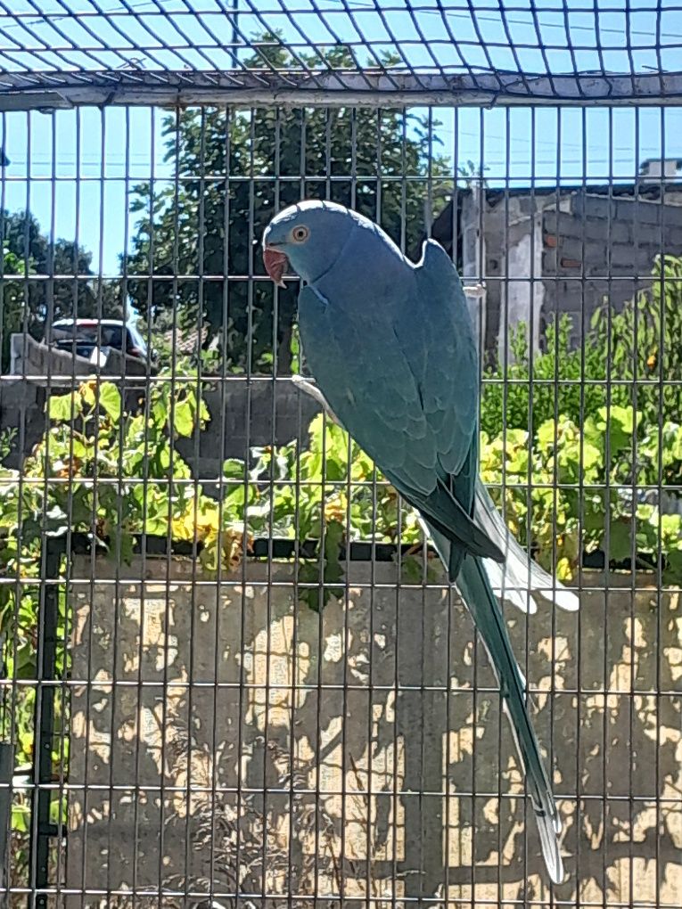 Ring Neck Femea 2019