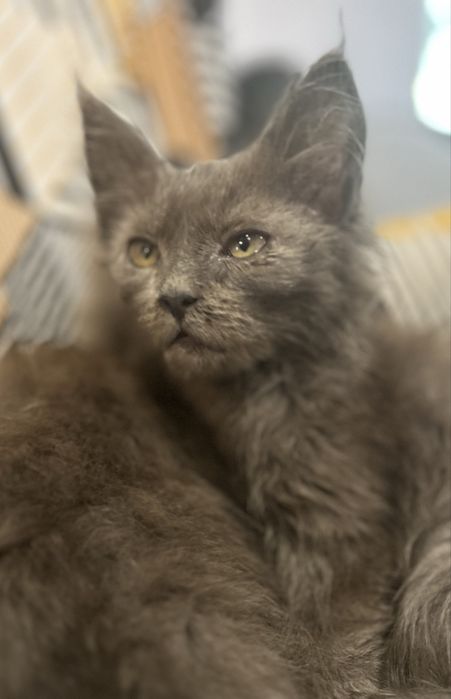 Kotka niebieska solid maine coon