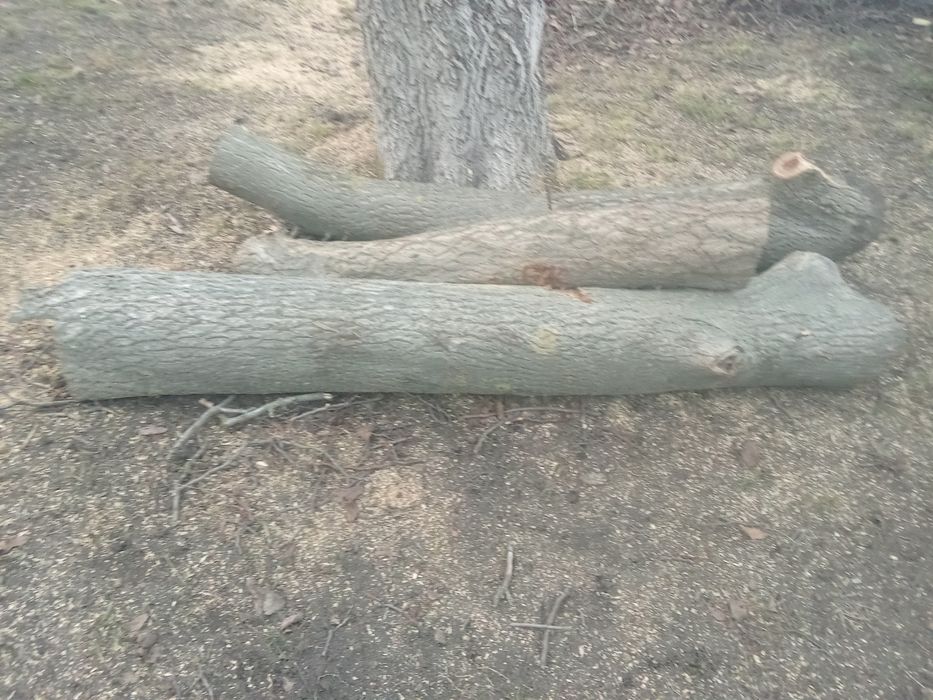 Горіхові слеби спиляний домашній горіх