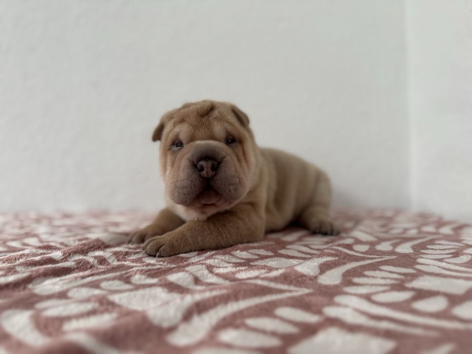 Shar Pei  com Lop e afixo