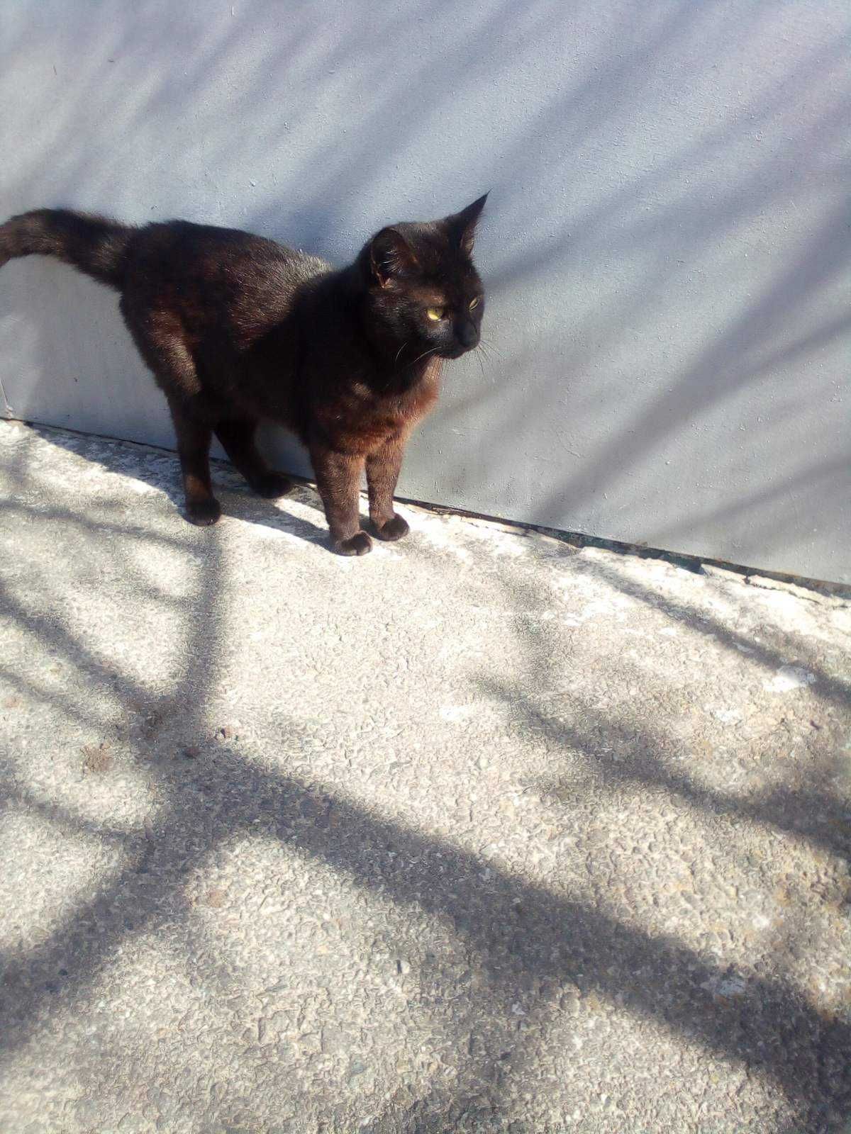 чорний котик муркотик