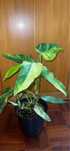 Planta philodendron domesticum