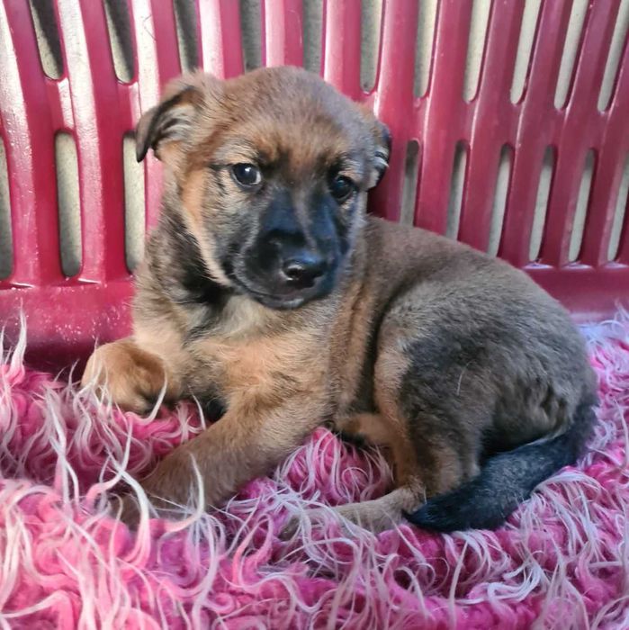 Trzymiesięczna Lula nie ma domu.