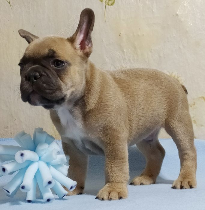 Малыш франичек бульдог