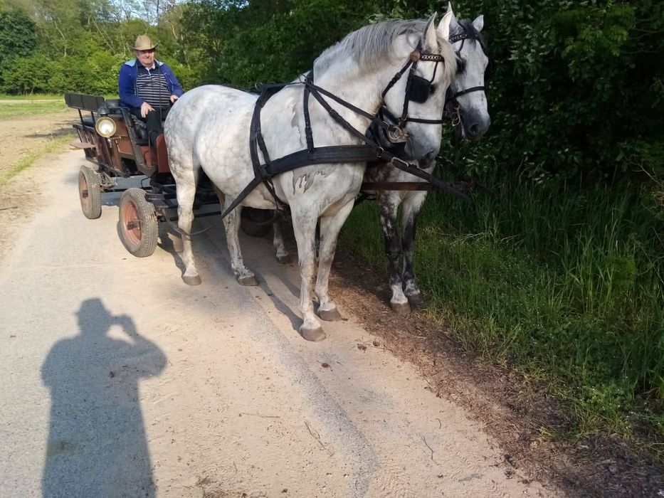 Klacz kobyla slaska 13 lat brzyczka