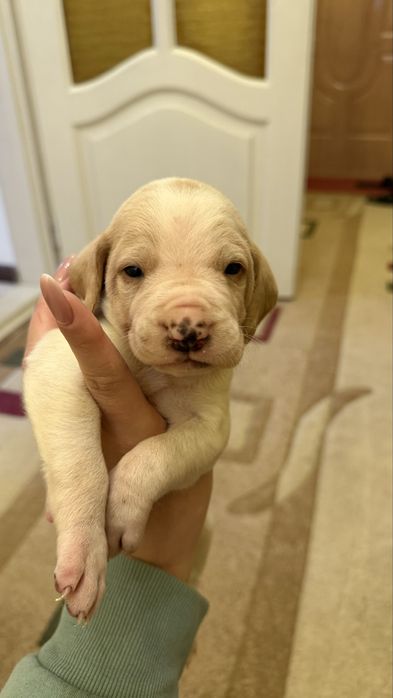 Бигль щенки мальчики и девочки