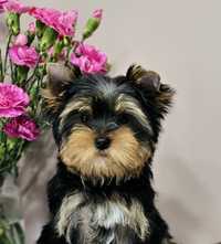 Yorkshire Terrier ZKwP/FCI