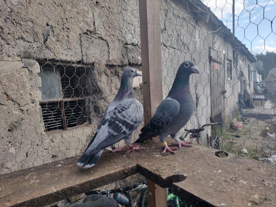 Sprzedam gołębie pocztowe