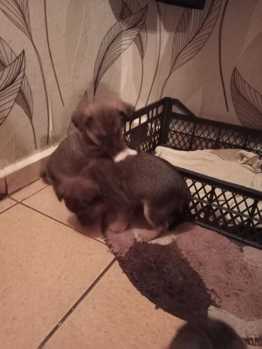 Szczeniaki w dobre recę- za darmo