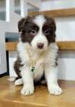 Border Collie czekoladowa   Samczyk