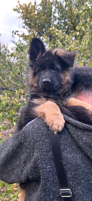 Німецька вівчарка хлопчик ДШ