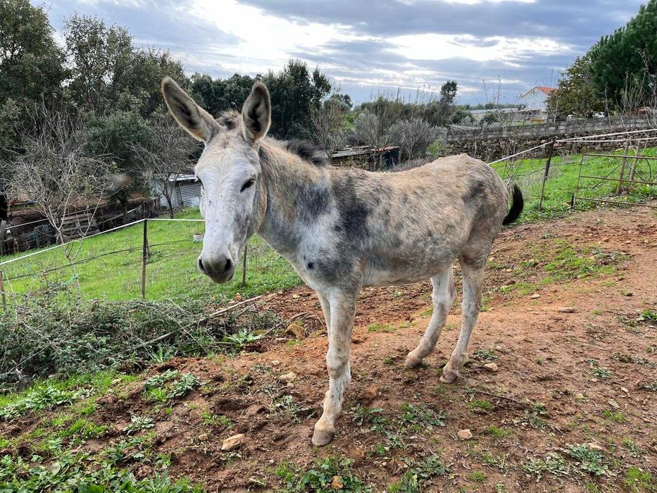 Burro com 3 anos