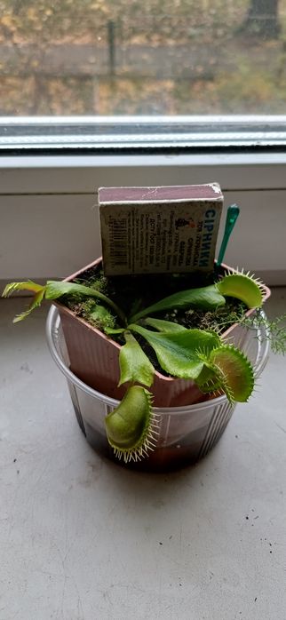 Діонеї, мухоловки, розпродаж.