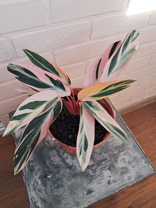 Строманта триколор