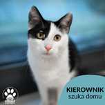 Kierownik szuka kochającego domu! OTOZ Animals Schronisko Ciapkowo.