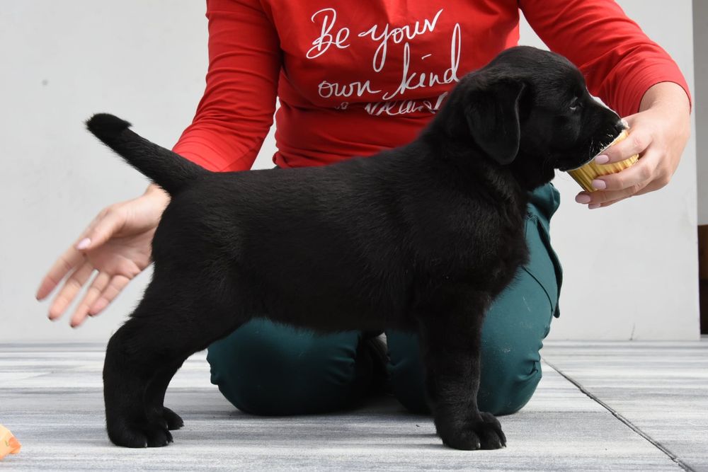 Labrador retriever,suczka z metryką ZKwP (FCI)