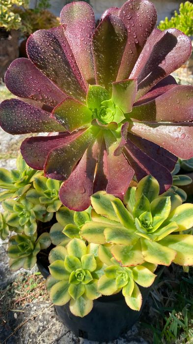 Suculentas aeonium vaso