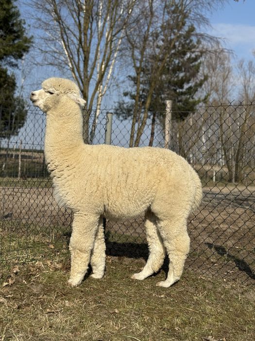 Samiec alpaka reproduktor premium, alpaki huacaya na sprzedaż