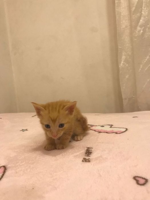 Bombom - gatinho bebe para adoção responsável