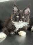 Kocięta Kocurki  Maine Coon gotowe do odbioru