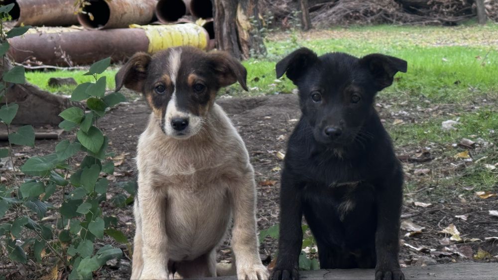 Щенки Цуценята бесплатно