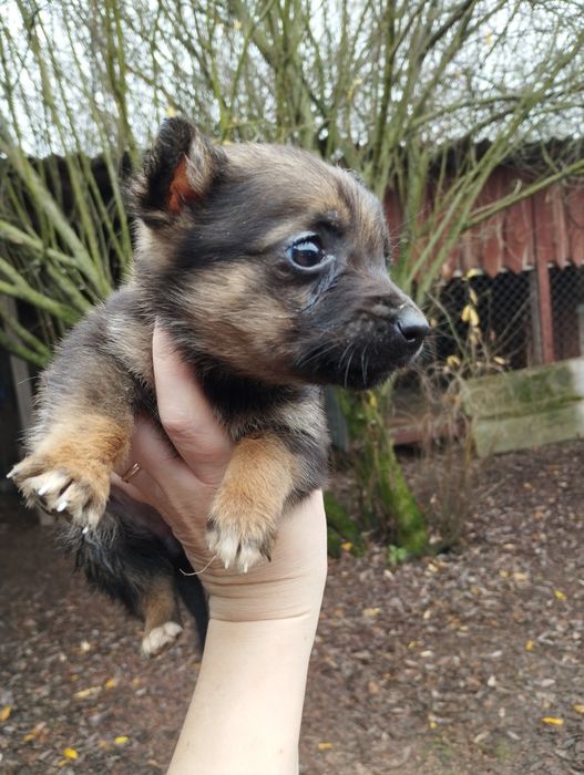 Віддам цуценят у добрі руки