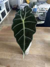 Sprzedam alocasia polly