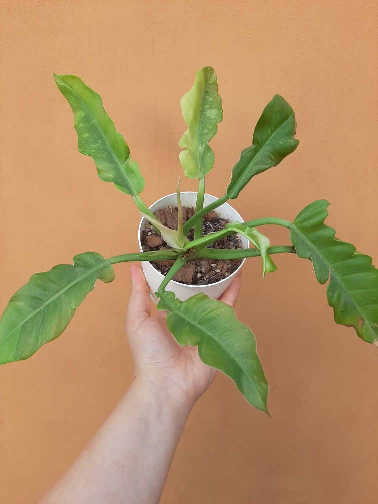 Philodendron ring of fire
