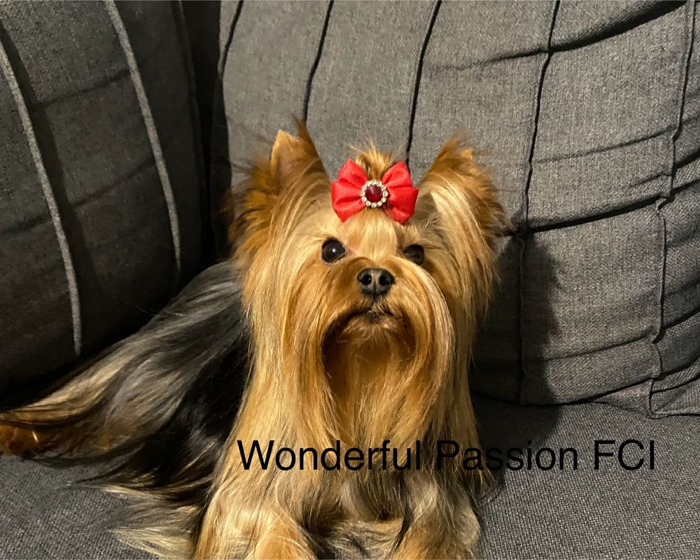 York, Yorkshire terrier FCI ZKwP