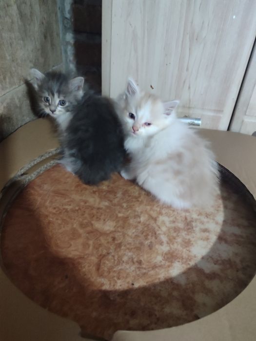 Котики віддамо в сім'ю
