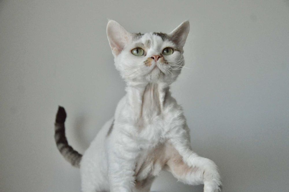 Koсur rasy Devon Rex szuka kochających rodziców