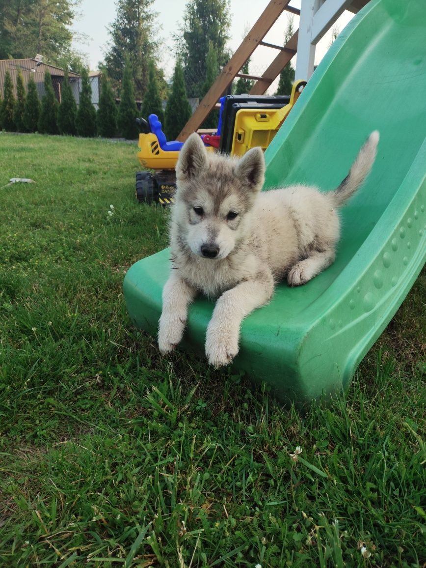Szczeniak Siberian Husky