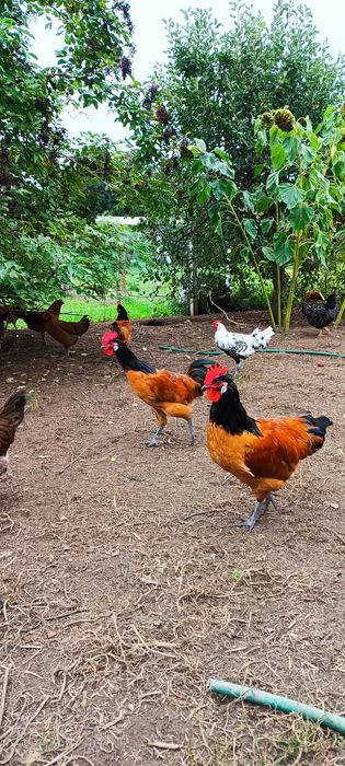 Koguty ozdobne vorwerk