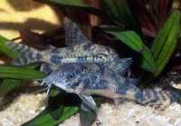 GB Kirysek pstry, kirysek srokaty(Corydoras paleatus)