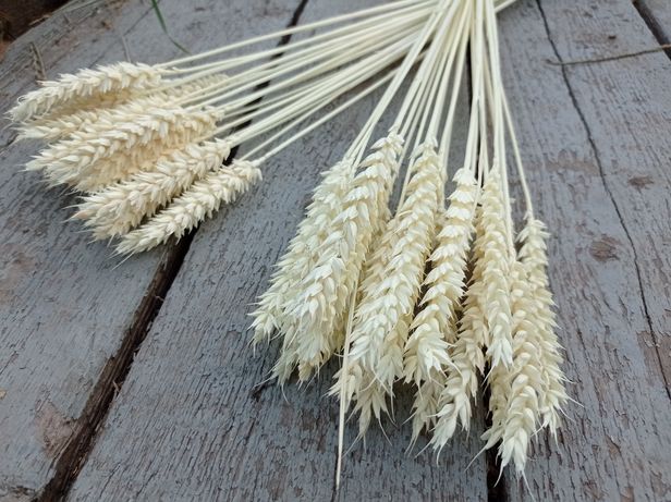 Колоски пшениці, вівса та льону вибілені, 3 грн