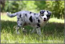 psy szczeniaki Border Collie ZKwP, FCI piesek WEBSTER