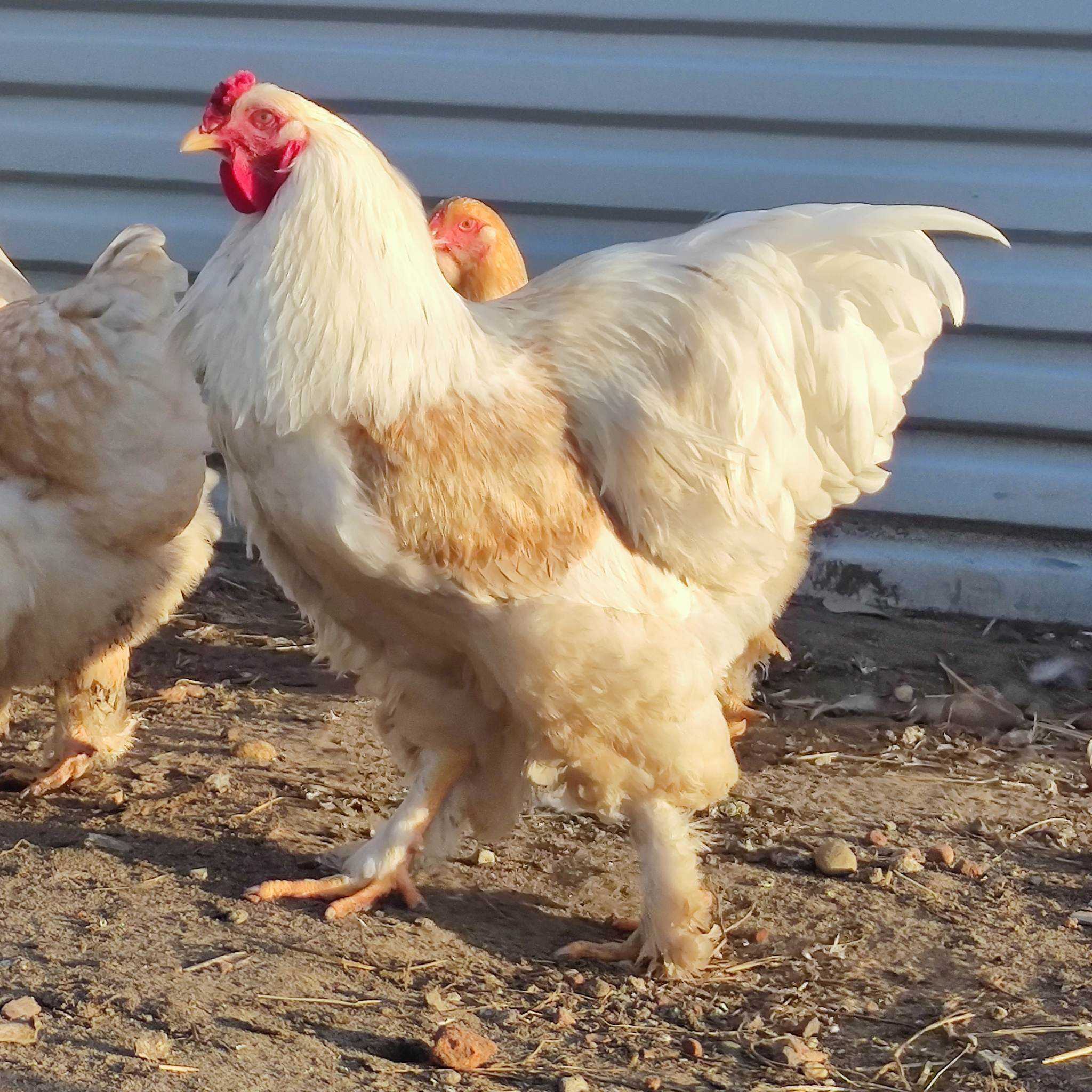 Brahma Olbrzymia  jaja lęgowe mix lemon srebrne kuopatwiane