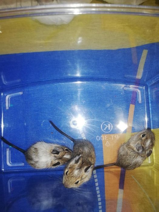 Грызуны травоядные