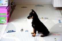 Jack Russell  Pinczer miniatura bez ogonka
