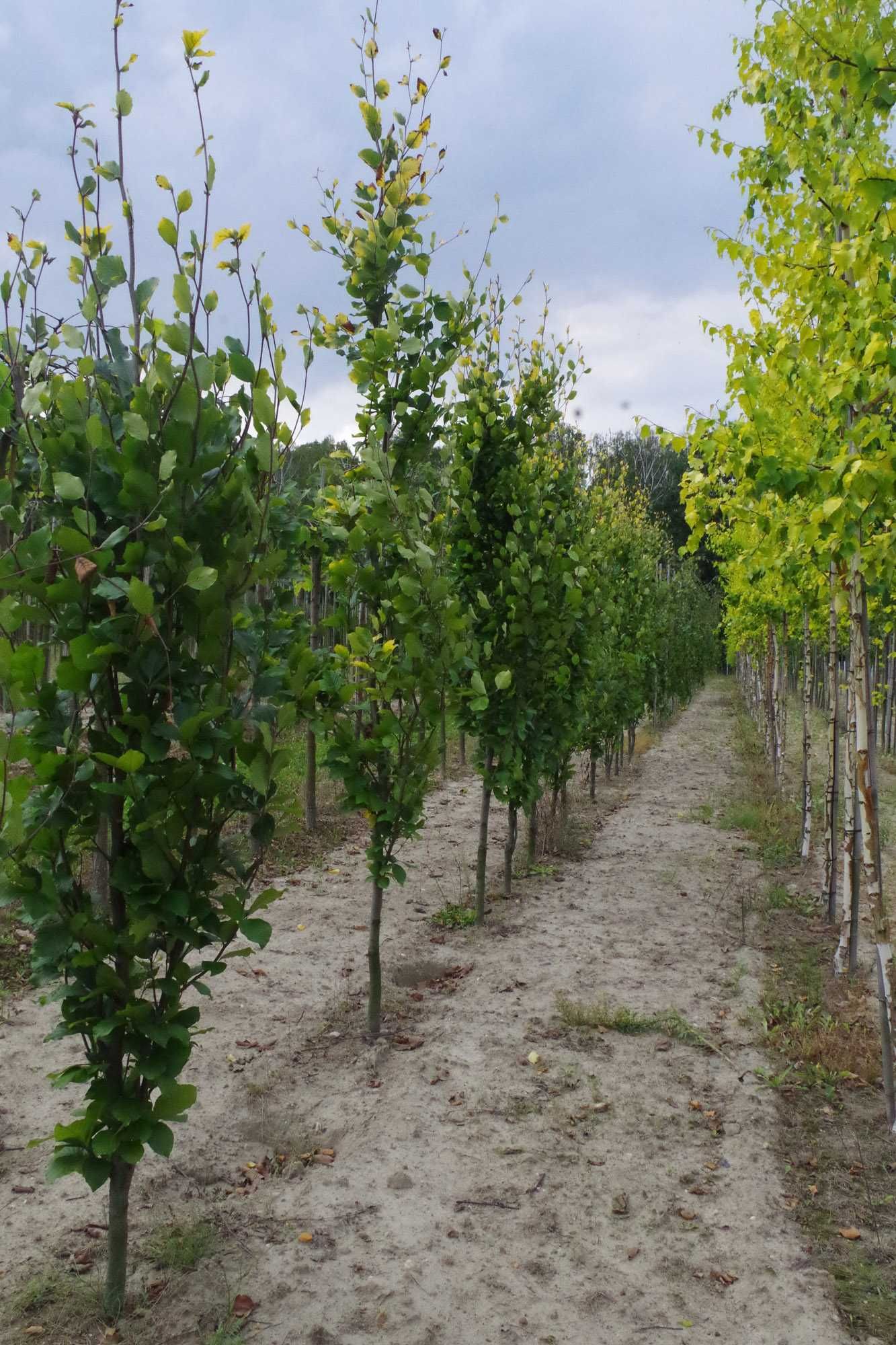 Buk kolumnowy Dawyck Gold, Purple Fontain, Purpurea Pendula, Rohan