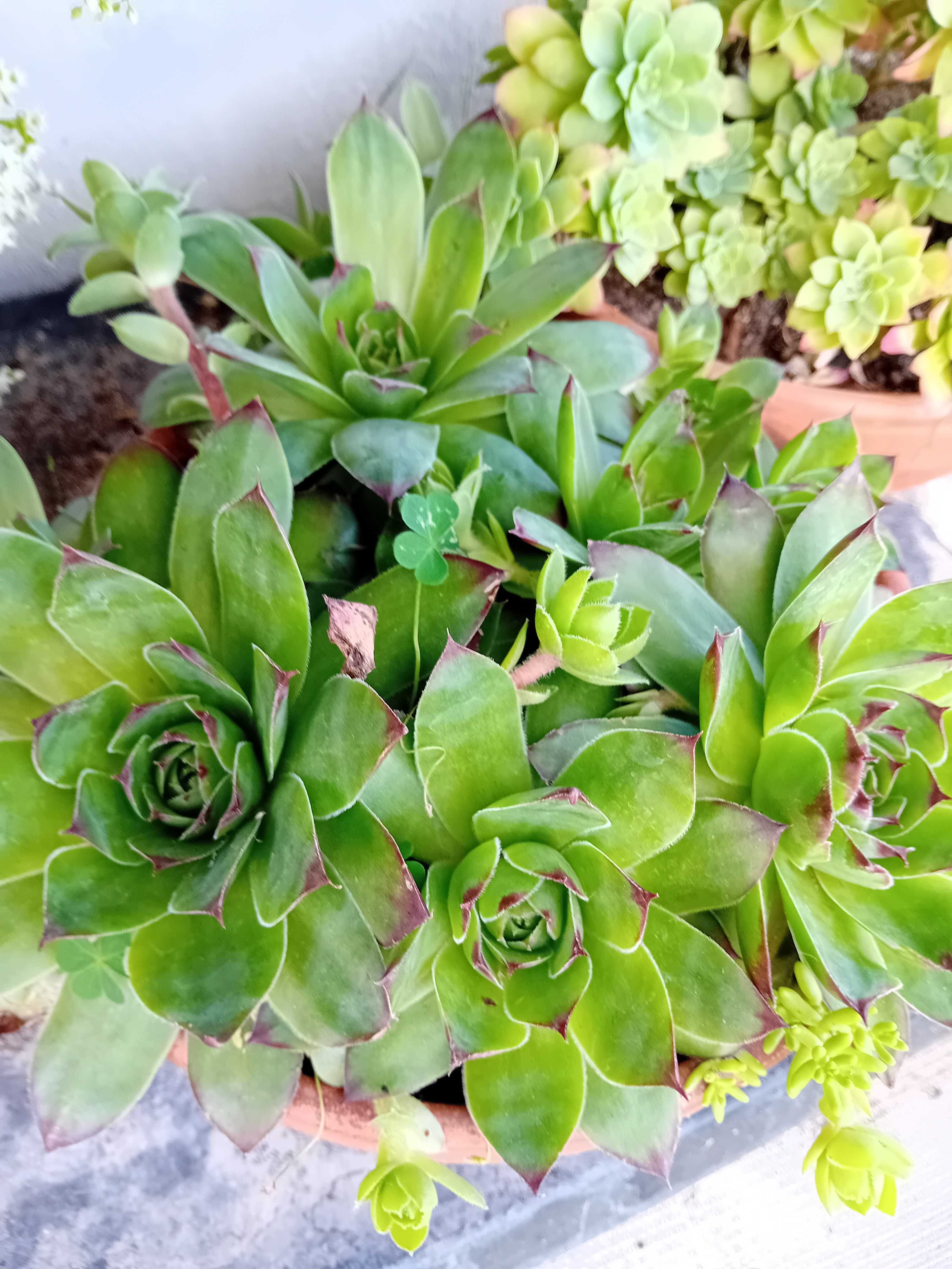 Suculenta em vaso de barro