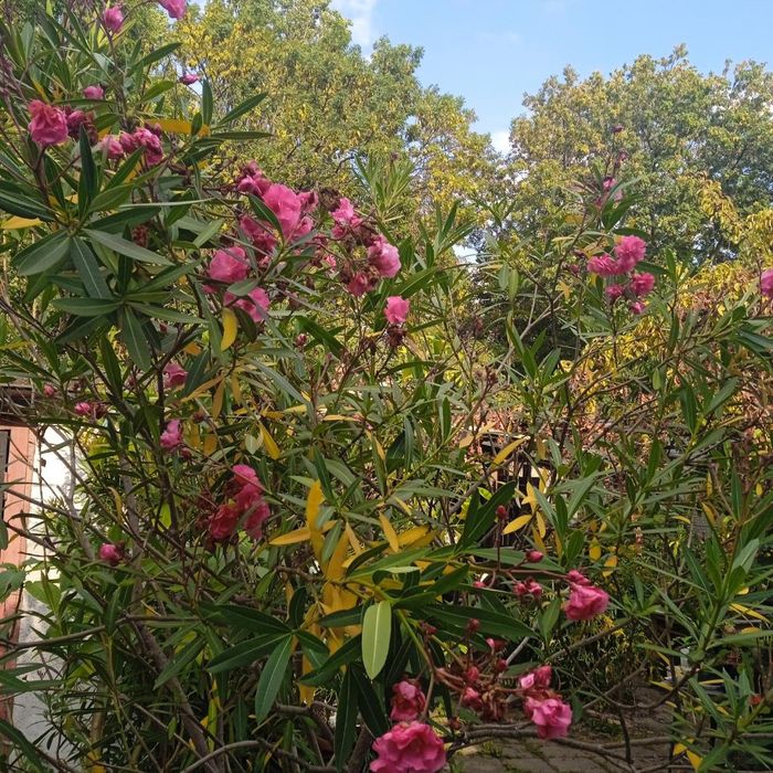 Oleander roślina kwitnąca 2 szt