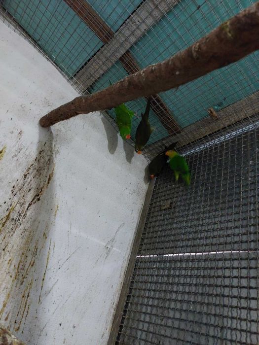 Cede-se vários Loris