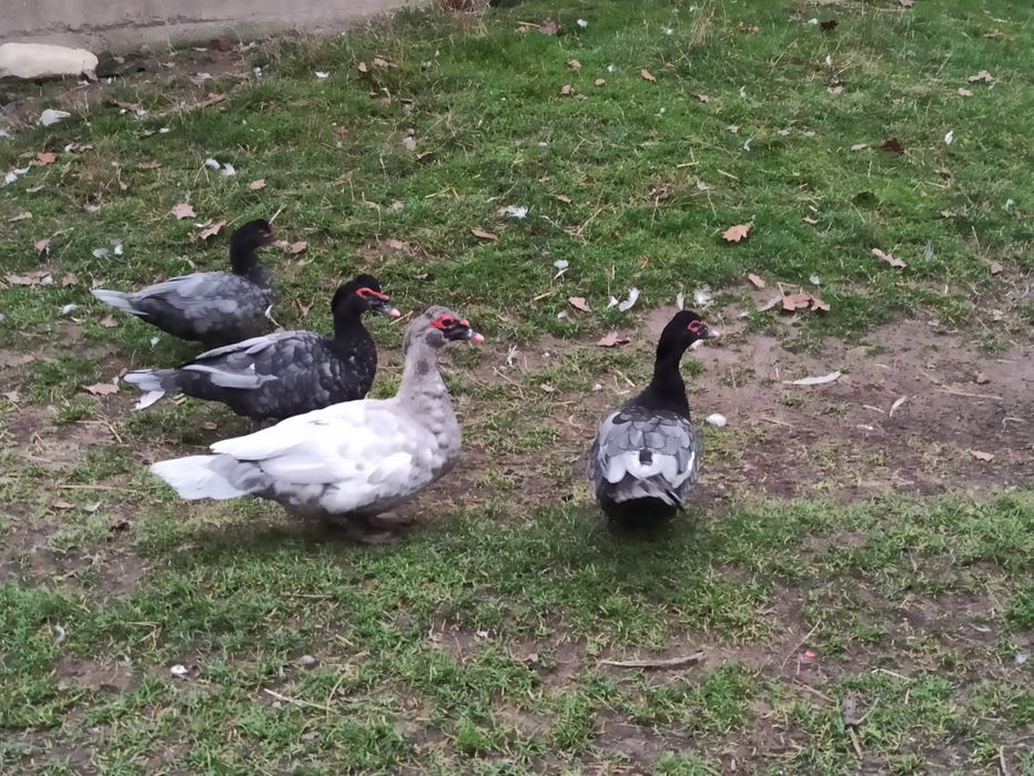 Kaczki piżmowe kaczory piżmowe kaczki francuskie kaczory francuskie