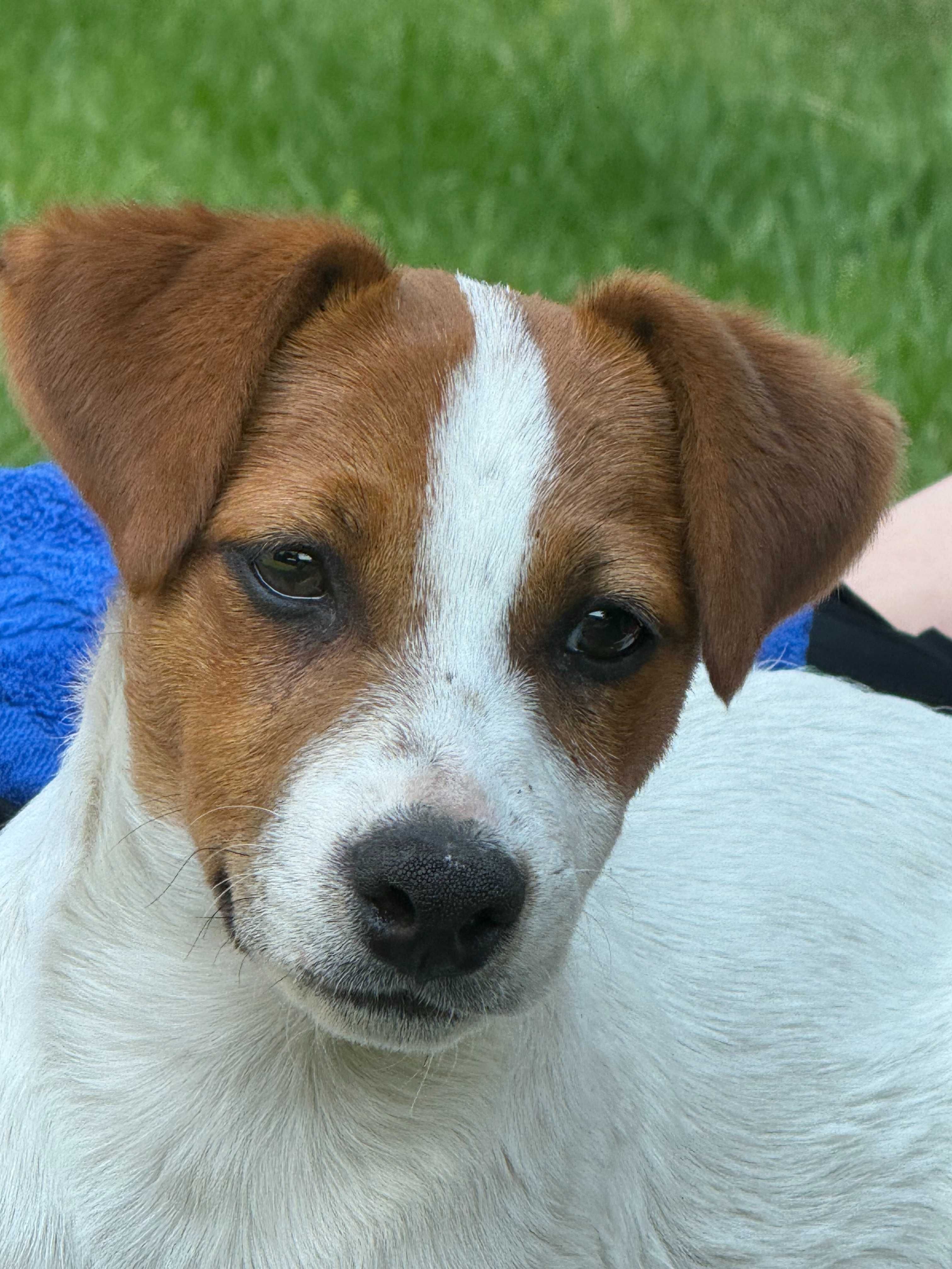 Jack Russell Terrier NIZIUTKI piesek od # S M A R T I E * J A C K S #