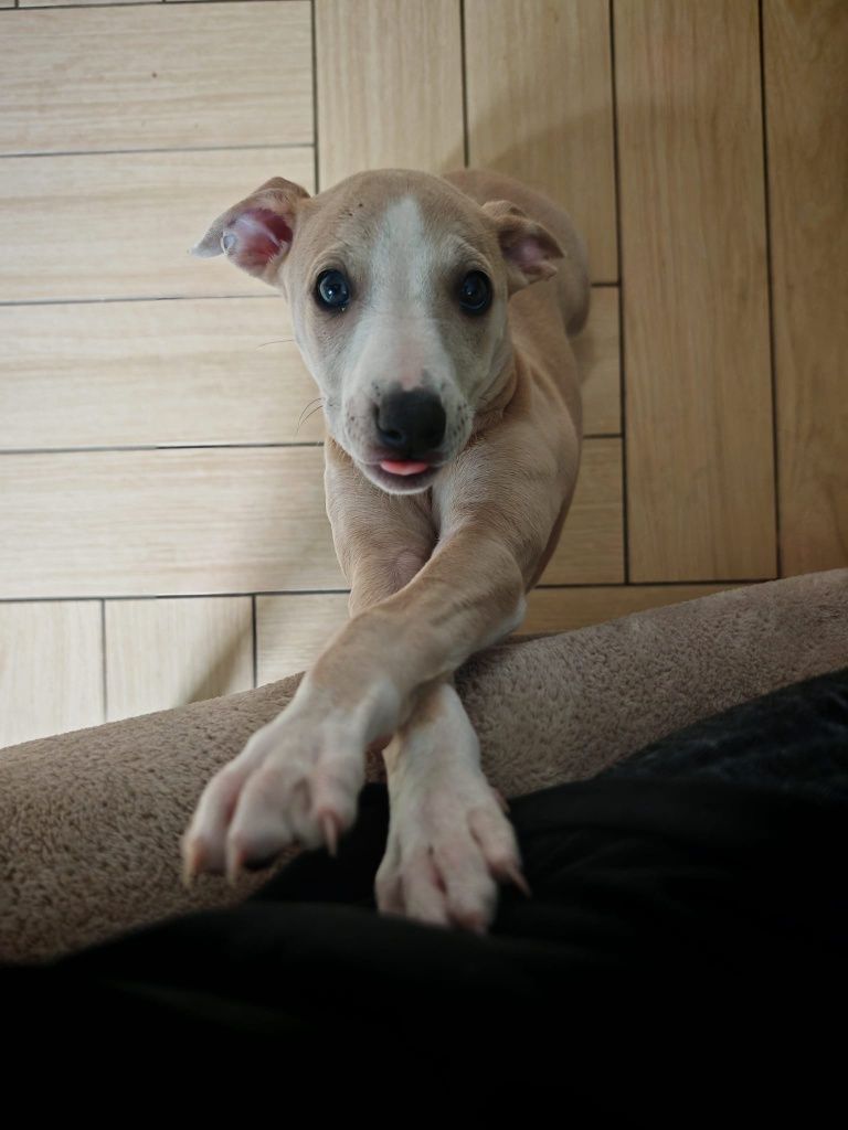 Chart angielski Whippet suczka