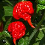 Carolina Reaper - najostrzejsza papryka na świecie WYSYŁKA